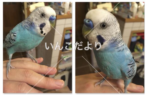 迷い鳥の写真