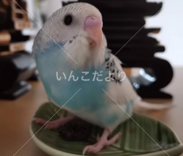 迷い鳥の写真
