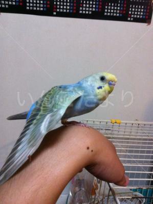 保護鳥の写真