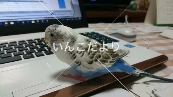 保護鳥の写真