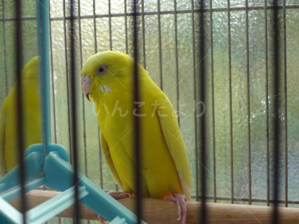 保護鳥の写真