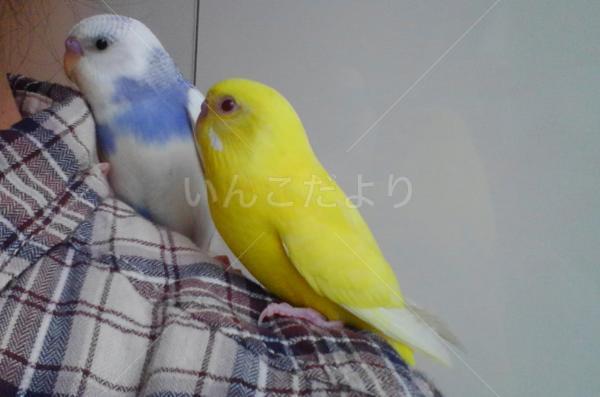 迷い鳥の写真