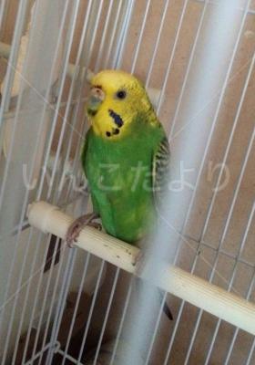 保護鳥の写真