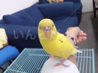保護鳥の写真