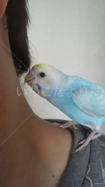 保護鳥の写真