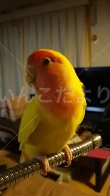 保護鳥の写真