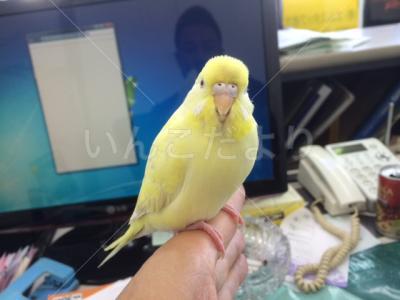 迷い鳥の写真