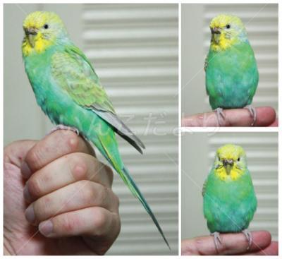保護鳥の写真