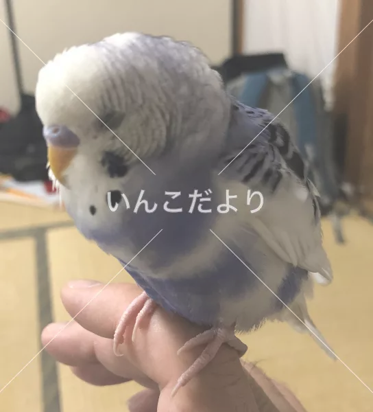 保護鳥の写真