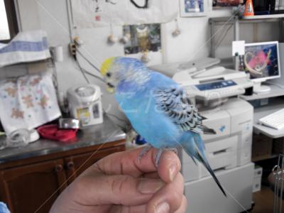 保護鳥の写真
