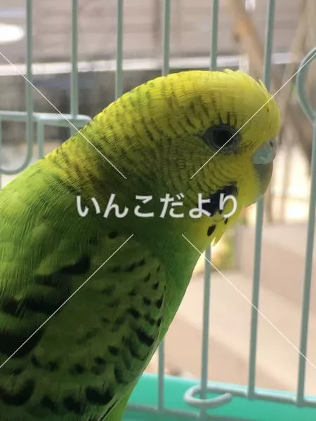保護鳥の写真
