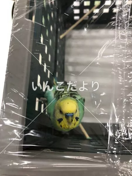 保護鳥の写真
