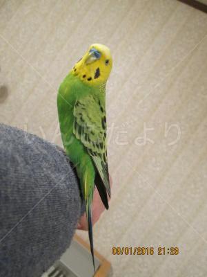 保護鳥の写真