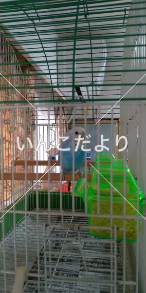 保護鳥の写真