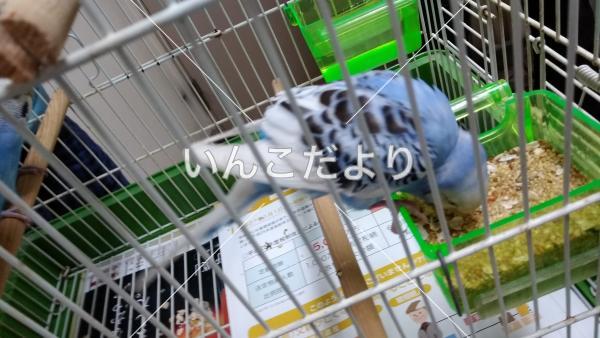 保護鳥の写真