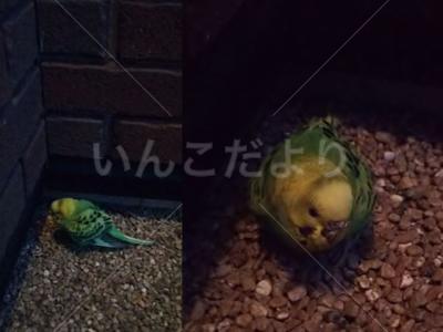 保護鳥の写真