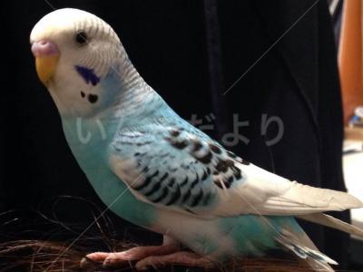 保護鳥の写真