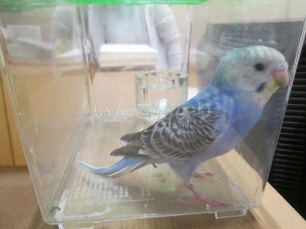 保護鳥の写真