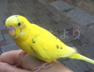 保護鳥の写真