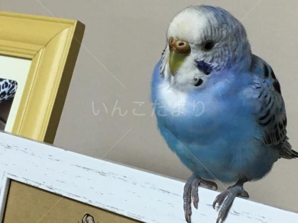 保護鳥の写真