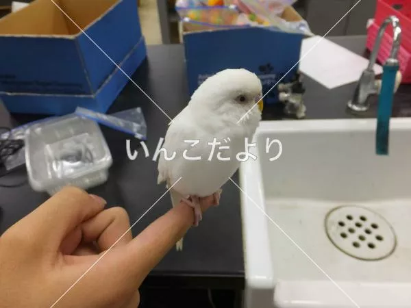 保護鳥の写真