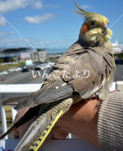 保護鳥の写真