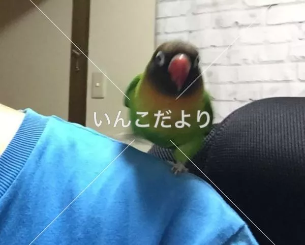 保護鳥の写真