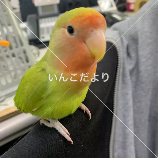 保護鳥の写真