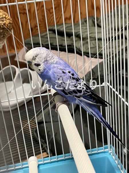 保護鳥の写真