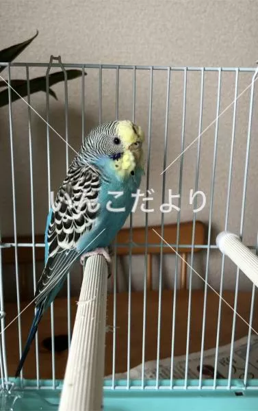 保護鳥の写真