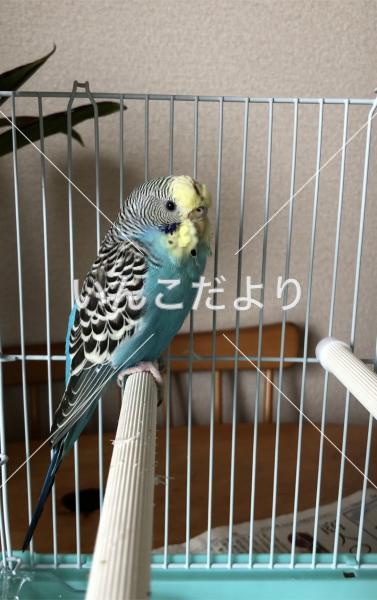 保護鳥の写真