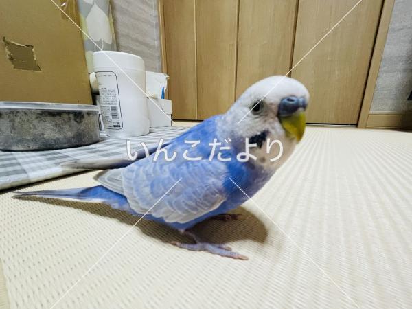 迷い鳥の写真