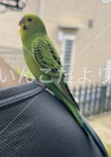 保護鳥の写真