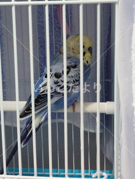 保護鳥の写真