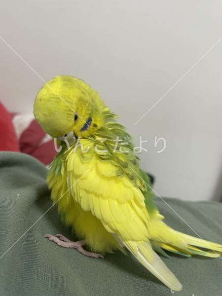 保護鳥の写真