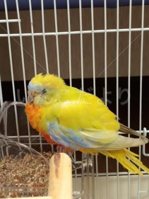 保護鳥の写真
