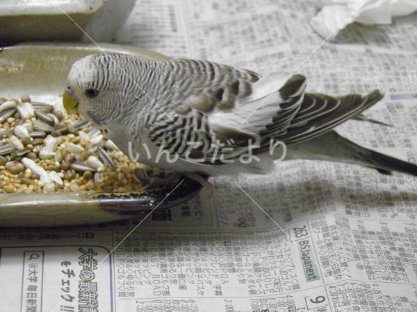 保護鳥の写真