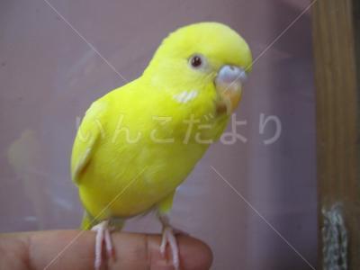 迷い鳥の写真