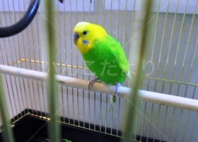 保護鳥の写真