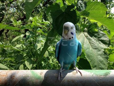 保護鳥の写真