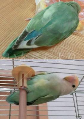 保護鳥の写真
