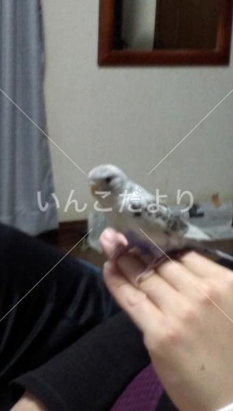 迷い鳥の写真