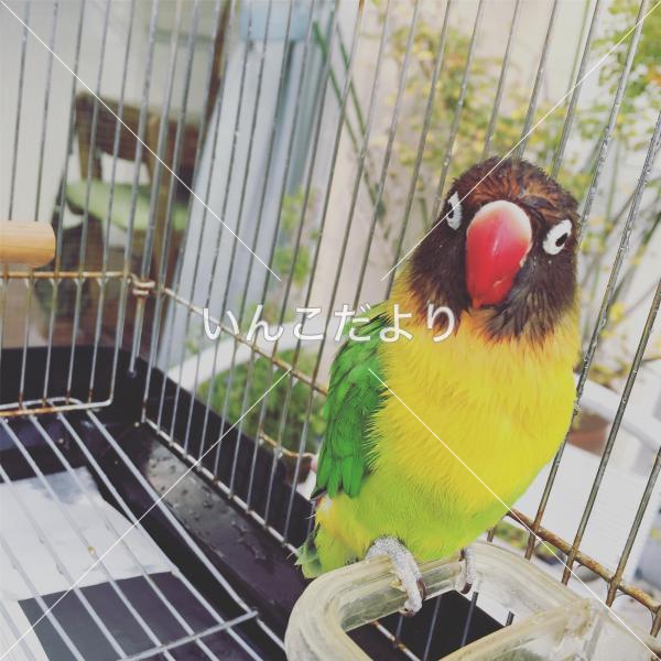 迷い鳥の写真