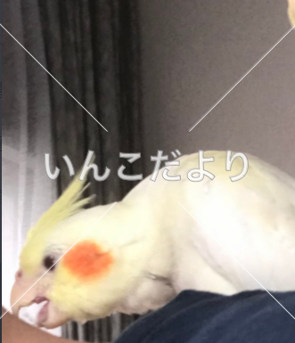 迷い鳥の写真