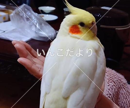 迷い鳥の写真