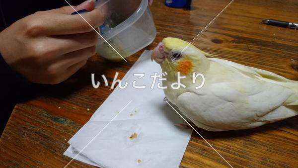 迷い鳥の写真