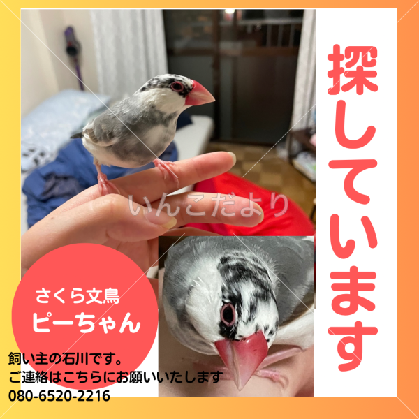 迷い鳥の写真