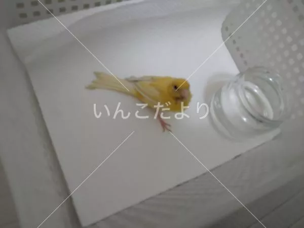 保護鳥の写真
