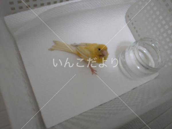 保護鳥の写真