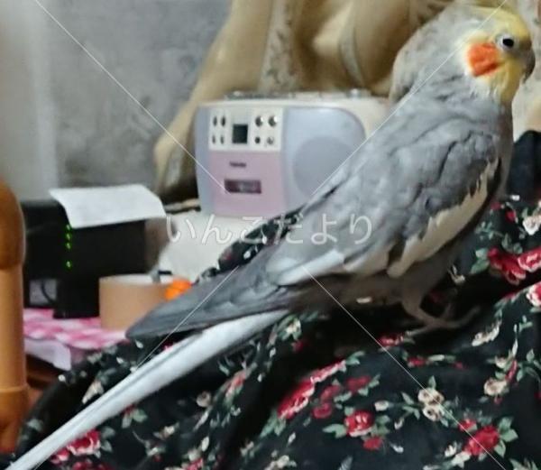 迷い鳥の写真